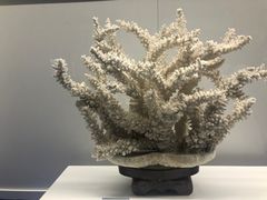 -贝壳王国博物馆