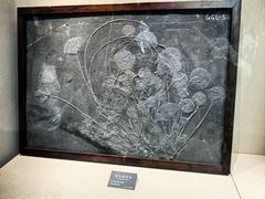 -安徽省地质博物馆