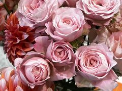 -植物学家的女儿(北马道巷店)