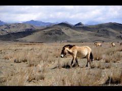 -新疆天山野生动物园