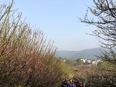 -香雪海