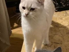 -猫色咖啡·猫咖