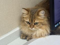 -安安宠医宠物医院·异宠·犬猫内科(岳阳分院)