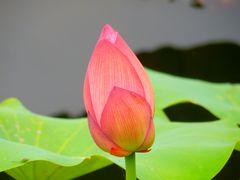 -陈家山荷花公园