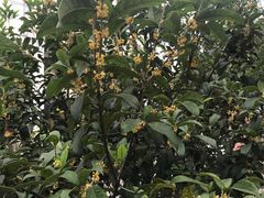 -福田家月子中心 产后 月嫂(市立母子医院店)