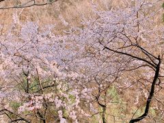 -藏山旅游风景区