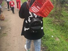 -塘栖枇杷特色园区