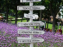 -大塘金香草谷