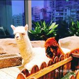 深圳春游一定要打卡的好去处——茱莉动物乐园