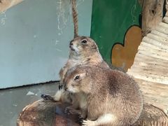 -大连森林动物园