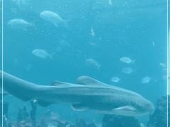 -海棠湾洲际-涛·海底餐厅·美人鱼·自助餐·海底隧道