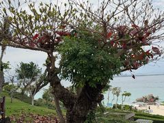 -蜈支洲岛珊瑚酒店临海阁中餐厅