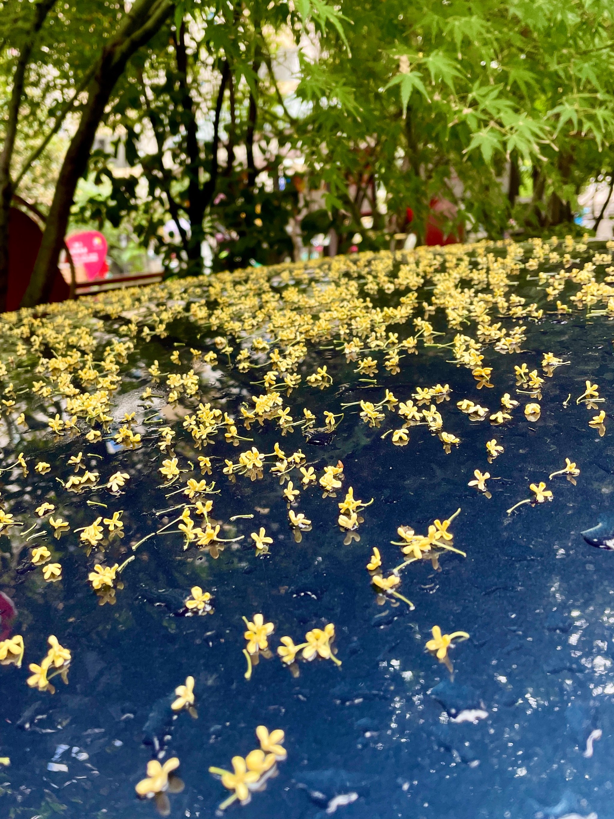 雨中桂花满地唯美图片图片