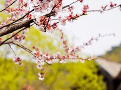 -九如山休闲旅游度假区