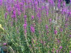 -黑龙江省森林植物园