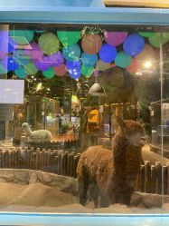 点击看大图 -宝燕乐园(闵行旗舰店)