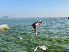 -海埂大坝