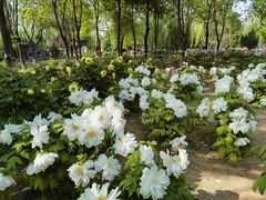 -石家庄市植物园