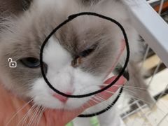 -lincat·猫舍(广州店)