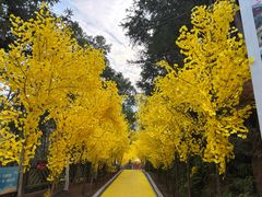 -浏阳石牛寨风景区