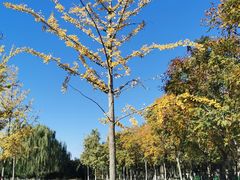 -永定河休闲森林公园