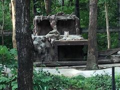 -清迈夜间动物园