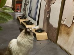 -咖法森林·咖啡  酒吧(天河店)