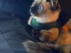 -贝康宠物医院·犬猫全科·小动物特色诊疗中心(东环路店)