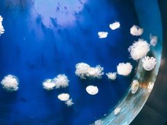 -泉城欧乐堡海洋极地世界