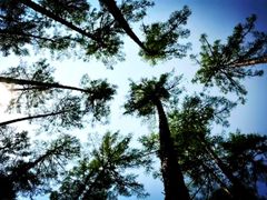 -莫尔道嘎国家森林公园