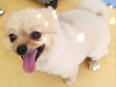 -喵宠乐园·撸猫互动·猫舍