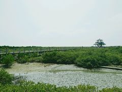 -北海金海湾红树林生态旅游区