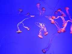 -瑞普利水族馆