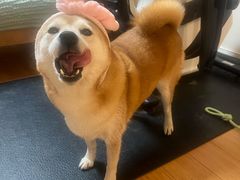 -爱侣宠医·鹦鹉专科·小型哺乳类·异宠专科(灵石路店)