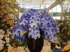 -荷兰花海