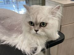-钦宠·猫咪售卖·洗护·寄养(东圃旗舰店)