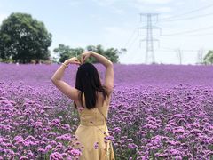 -紫颐香薰山谷景区