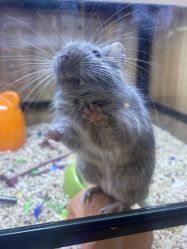 -卡通尼·Safari非洲探索乐园·生日会(金桥国际商业广场店)