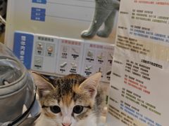 -御宝贝·A梦猫科宠物医院(国际猫友好医院)