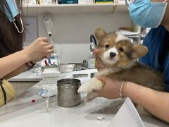 -四月宠物医院·猫专科·心脏专科·内科(转塘店)