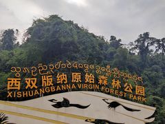 -西双版纳原始森林公园