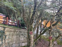 -普陀山风景区-佛顶山