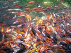 鼎湖山-鼎湖山风景区