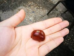 -鑫鑫栗王(吉祥商城店)