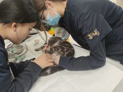 -喜多萌中农锦绣动物医院24H·猫科·牙科MRI·CT