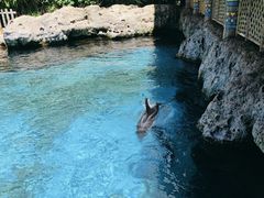 -珠海长隆海洋王国