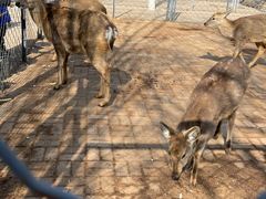 -长白岛森林公园