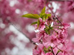 -福建鲤鱼洲酒店