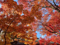 -常寂光寺