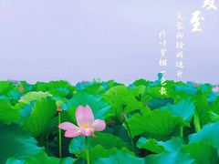 -梁鸿国家湿地公园